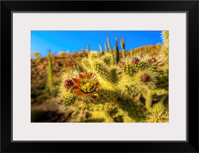 A Close Up Of Cactus Flower Of The Jumping Choola In Valle De Los Cirios