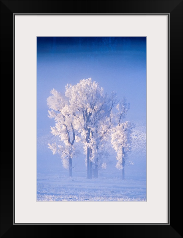 A Cluster Of Cottonwoods Covered In Frost, Lamar Valley, Yellowstone National Park