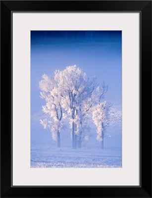 A Cluster Of Cottonwoods Covered In Frost, Lamar Valley, Yellowstone National Park