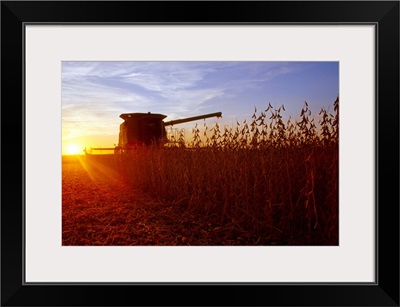 A combine harvests mature soybeans at sunset with a farmstead in the distance, Illinois