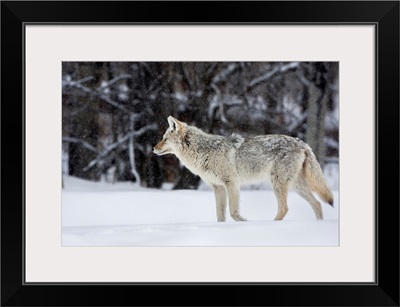 A Coyote Stands In A Light Snowfall, Elk Island National Park, Alberta, Canada