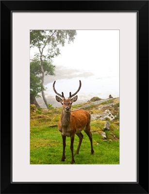 A Deer Stands In A Foggy Meadow, Argyll, Scotland