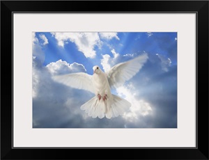 A Dove In The Sky image thumbnail