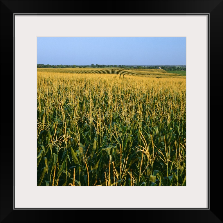 A field of mid growth tasseled grain corn in summer with farmsteads in the distance