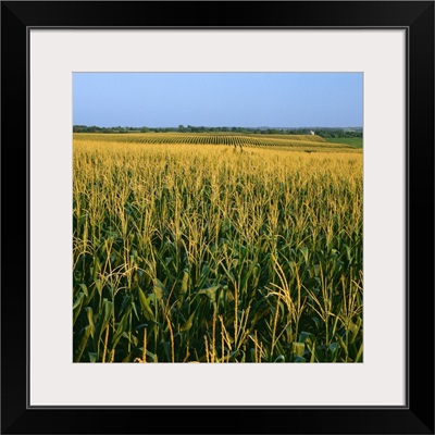 A field of mid growth tasseled grain corn in summer with farmsteads in the distance