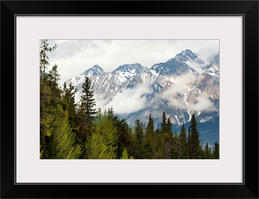 A Forest And The Rocky Mountains; Jasper, Alberta, Canada