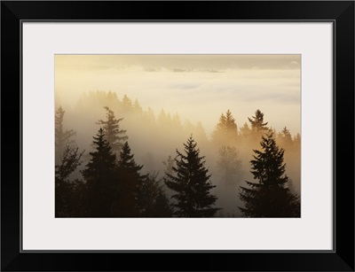 A Forest In The Valley With Fog At Sunrise, Happy Valley, Oregon