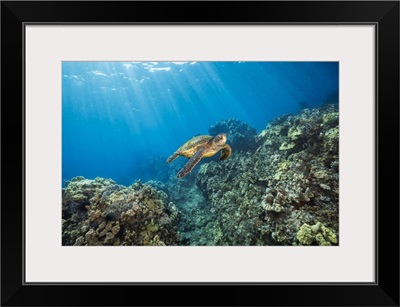 A Green Sea Turtle, Glides Over A Reef Off The Island Of Maui, Hawaii