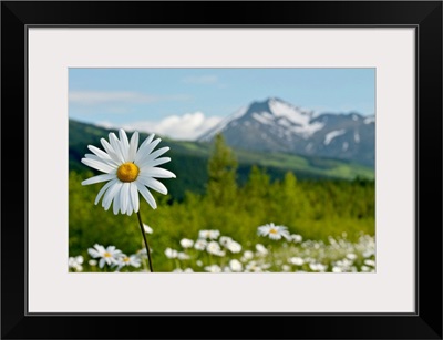 A group of daisies in the meadows of Turnagain Pass in Chugach National Forest