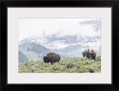 A Herd Of American Bison Grazes In A Sagebrush Meado, Yellowstone National Park, Wyoming