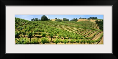 A hillside wine grape vineyard showing foliage growth, Murphy-Goode Vineyards