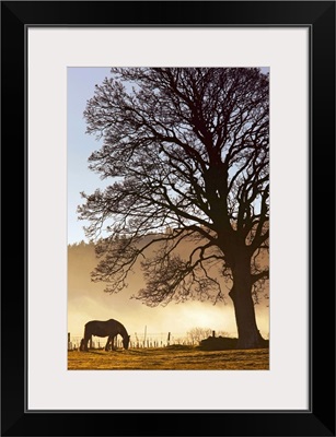 A Horse Grazing In A Field, Northumberland, England