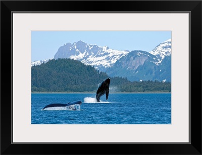 A humpback whale calf breaches as its mother swims nearby, Dundas Bay, Alaska
