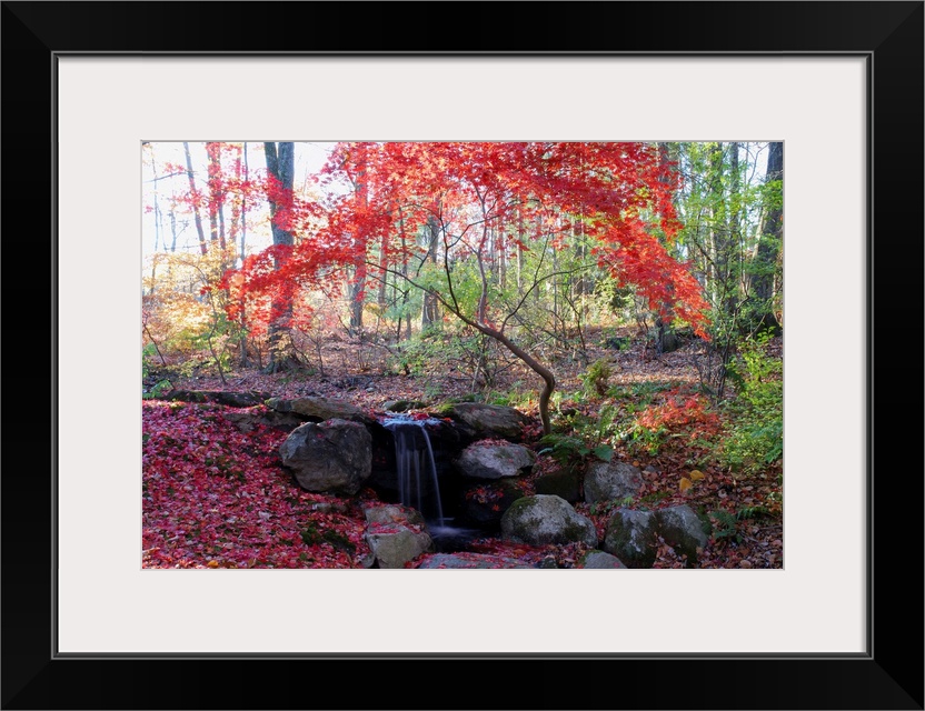 A Japanese maple tree with red leaves in the fall, next to a waterfall