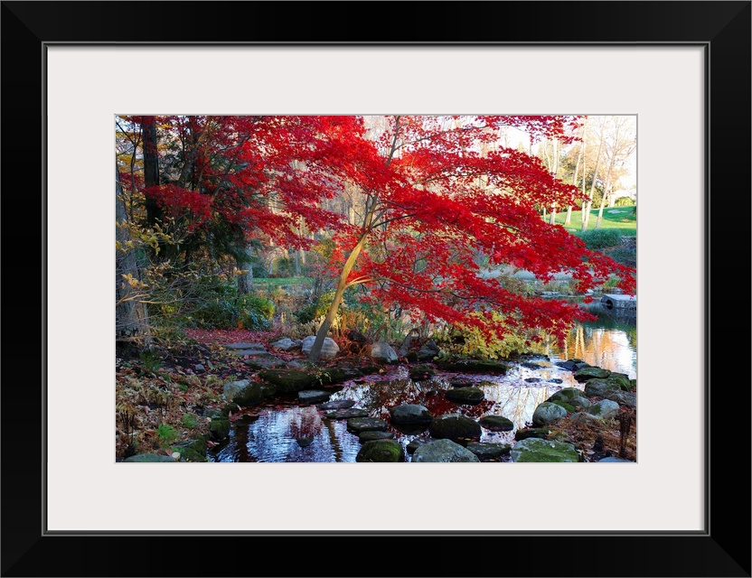 A Japanese maple with colorful, red foliage at a stream's edge.