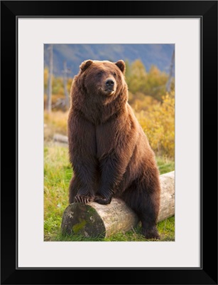 A Large Brown Bear Sits On A Log At The Alaska Wildlife Conservation Center