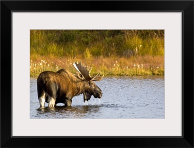 A large bull moose wades through a permafrost pond in Denali National Park
