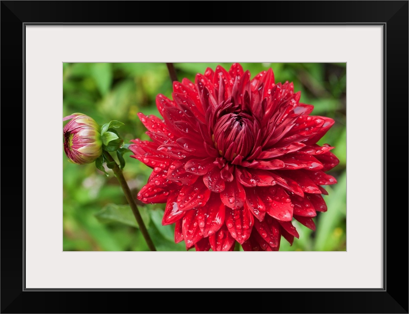 A large red dahlia flower and bud covered in water drops.