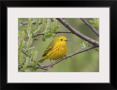 A male Yellow Warbler perched in a willow, Copper River Delta, Southcentral Alaska
