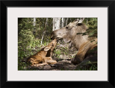 A Moose Calf Nuzzles Her Mom In The Woods Near Cheney Lake, Anchorage, Alaska