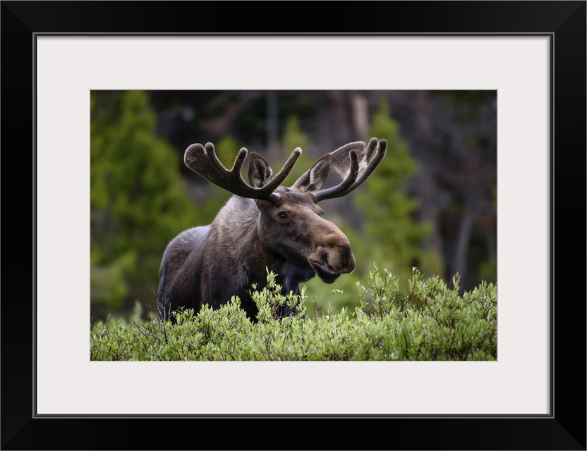 A moose (Alces alces) stands by lush foliage in the Rocky Mountains; Colorado, United States of America