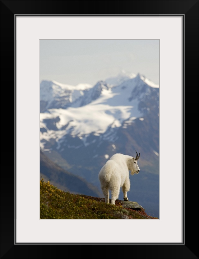 A Mountain Goat stands on a ridge with the scenic Kenai Mountains in the background during Autumn, Kenai Peninsula, Southc...