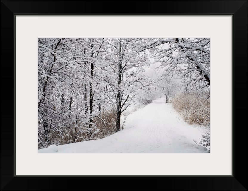 A Path Lined With Trees And Covered In Snow; Quebec, Canada