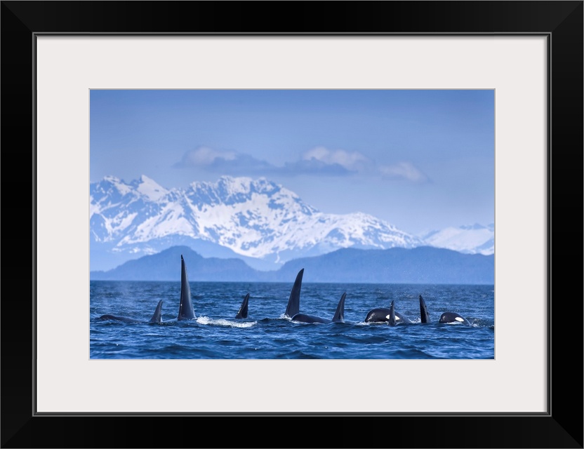 Orca (Killer Whales) traveling in tight formation surface in lynn Canal, Lions Head rises beyond, Inside Passage, Juneau, ...