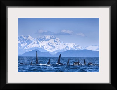 A Pod Of Orca, Lynn Canal, Inside Passage, Southeast Alaska, Alaska