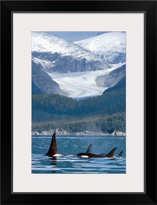 A pod of Orca whales surface in Favorite Passage near Eagle Glacier and Coast Range