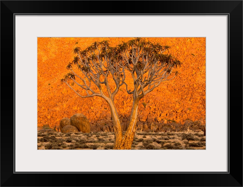 A Quiver tree, or Kokerboom, (Aloe Dichotoma) in Richtersveld National Park, South Africa.