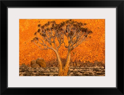 A Quiver tree, or Kokerboom, in Richtersveld National Park, South Africa