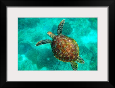 A Sea Turtle Swims Underwater; Apo Island, Negros Oriental, Philippines