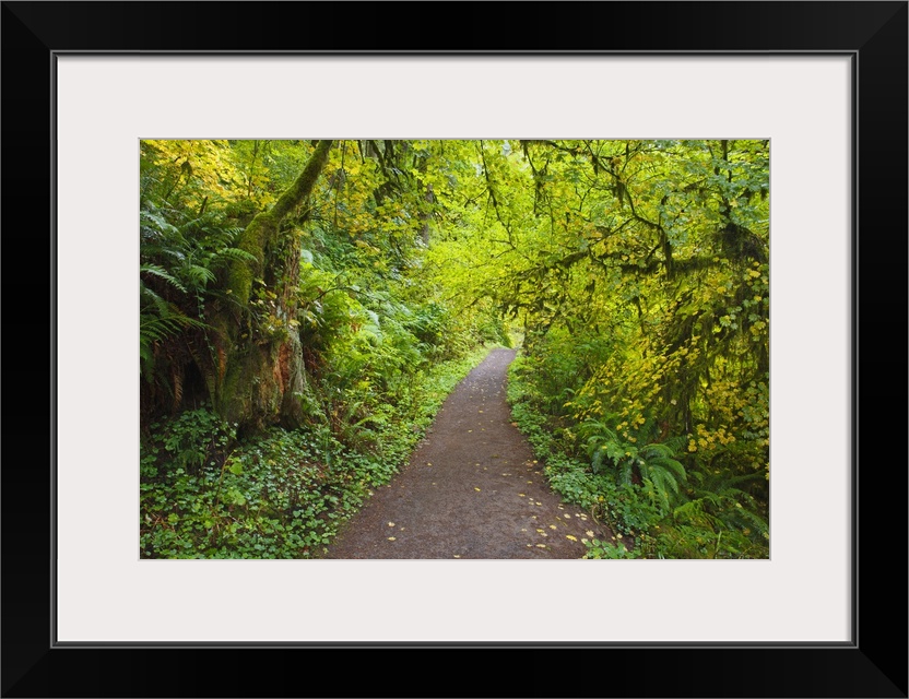 A Trail In Silver Falls State Park; Oregon, United States Of America