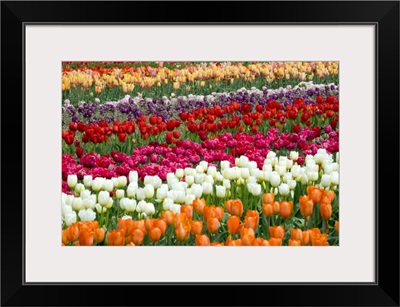 A Tulip Field