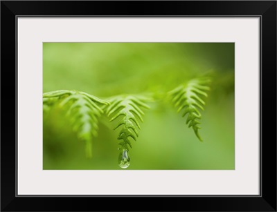 A waterdrop hangs on the edge of a fern frond, Manzanita, Oregon