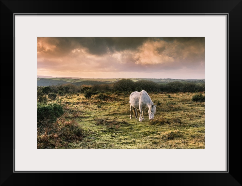 A wild Bodmin Pony grazing on Goonzion Downs on Bodmin Moor in Cornwall.