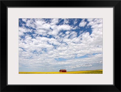 Abandoned Red Barn In The Midst Of A Canola Field, Saskatchewan, Canada