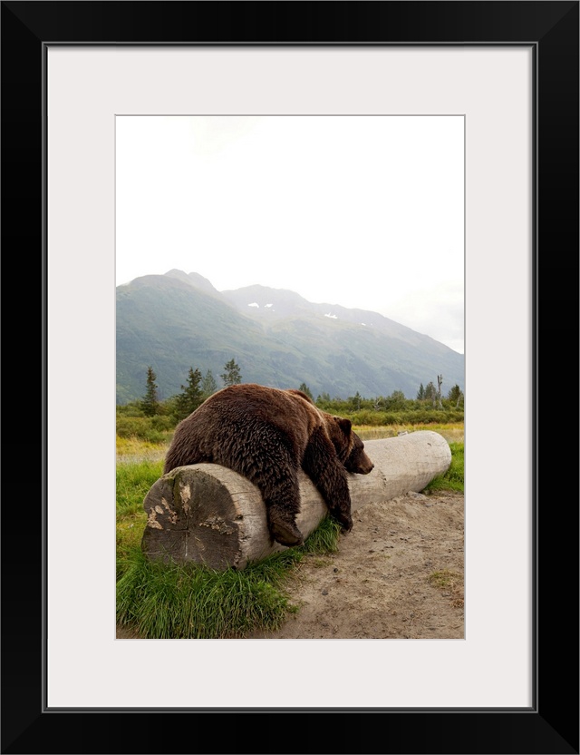 Adult brown bear takes a nap on a fallen log with Alaskan mountains in the background.