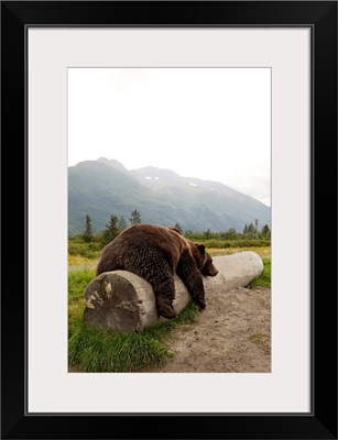Adult Brown bear rests on a log at the Alaska Wildlife Conservation Center