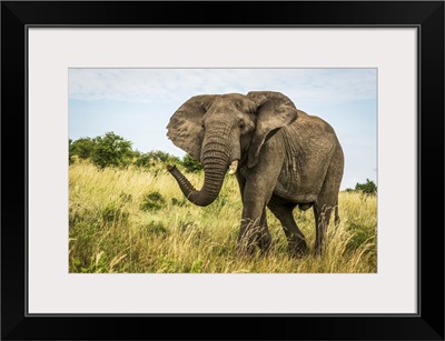 African Bush Elephant, Cottar's 1920s Safari Camp, Maasai Mara National Reserve, Kenya