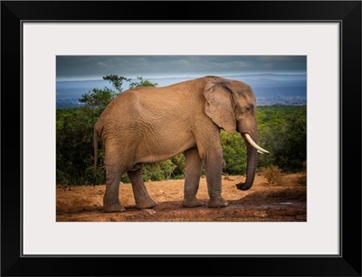 African Elephant At Addo Elephant National Park, Eastern Cape, South Africa
