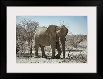 African Elephant (Loxodonta), Etosha National Park, Namibia