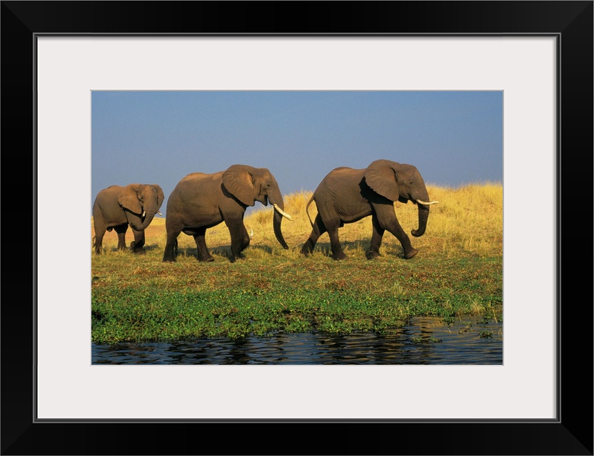 African Elephants, Lake Kariba, Matusadona National Park, Zimbabwe