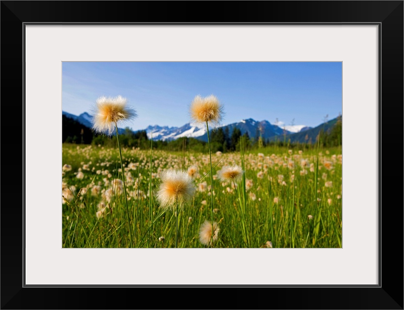 Alaska Cotton Grass in bloom in a meadow near Mendenhall Towers and Coast Mountains