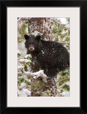 American Black Bear Cub On A Snow Covered Whitebark Pine Tree, Yellowstone National Park