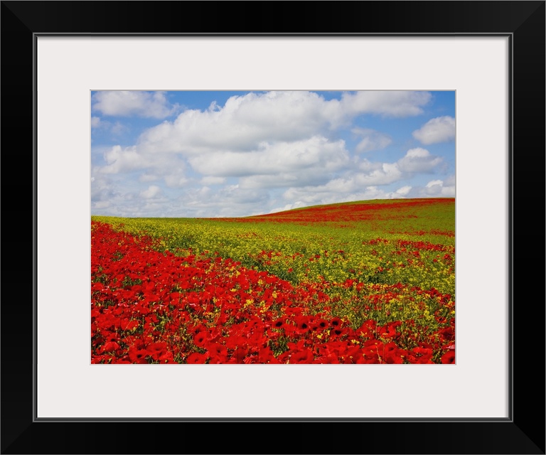 An Abundance Of Red Poppies In A Field; Corbridge, Northumberland, England