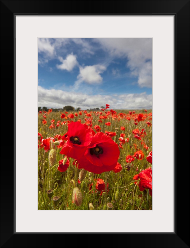 An Abundance Of Red Poppies In A Field, Northumberland, England