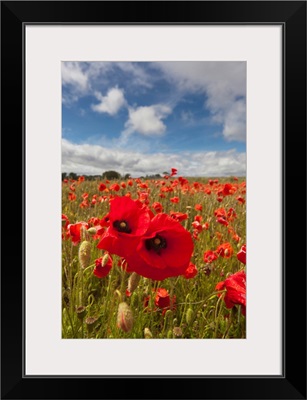 An Abundance Of Red Poppies In A Field, Northumberland, England