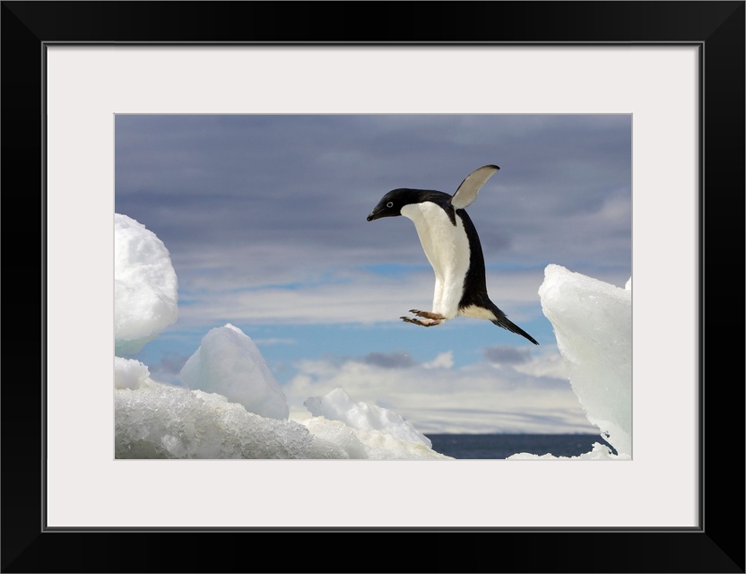 From the National Geographic Collection, a giant photograph shows a Adelie penguin jumping onto an iceberg with open ocean...